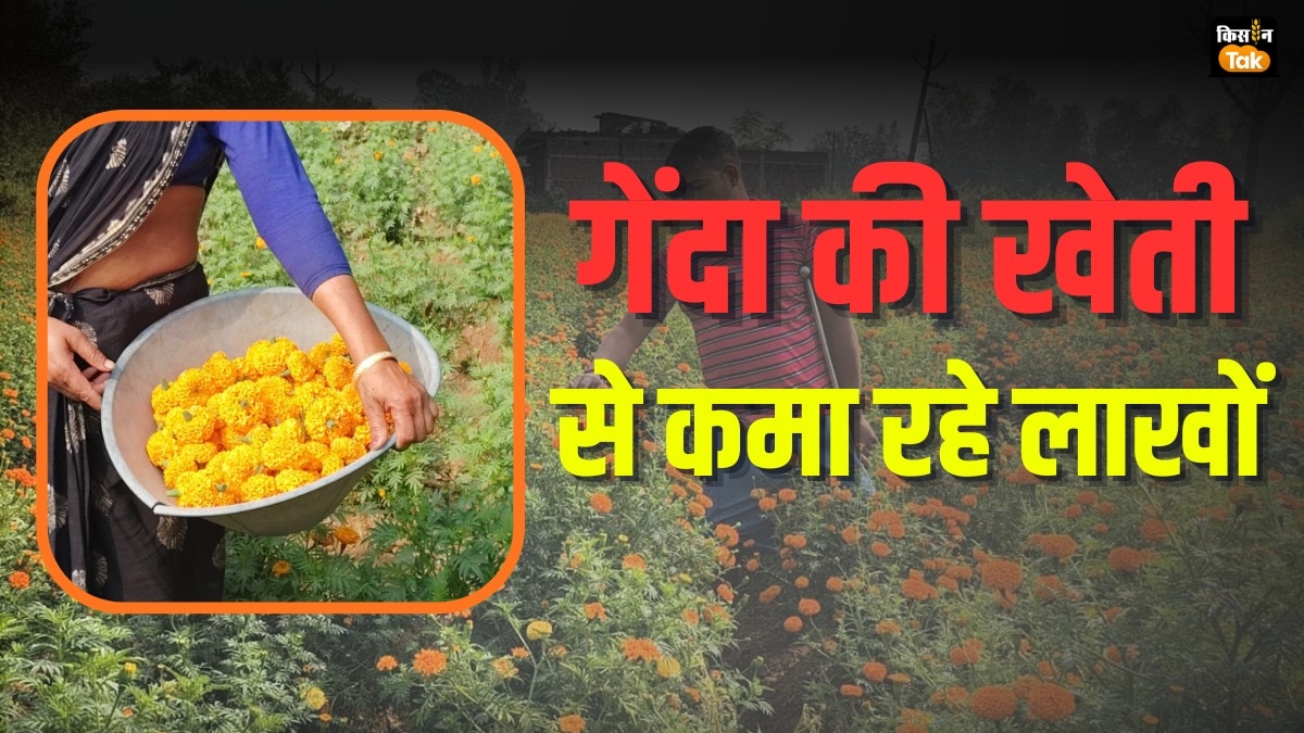 तीसरी बार भी नहीं मानी हार, पटमदा के किसानों ने की बंपर गेंदे की खेती