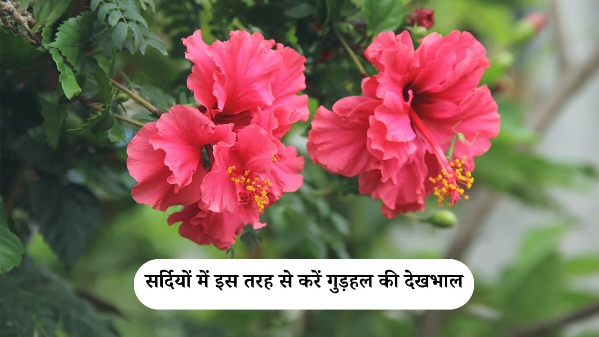 gudhal care tips winter season