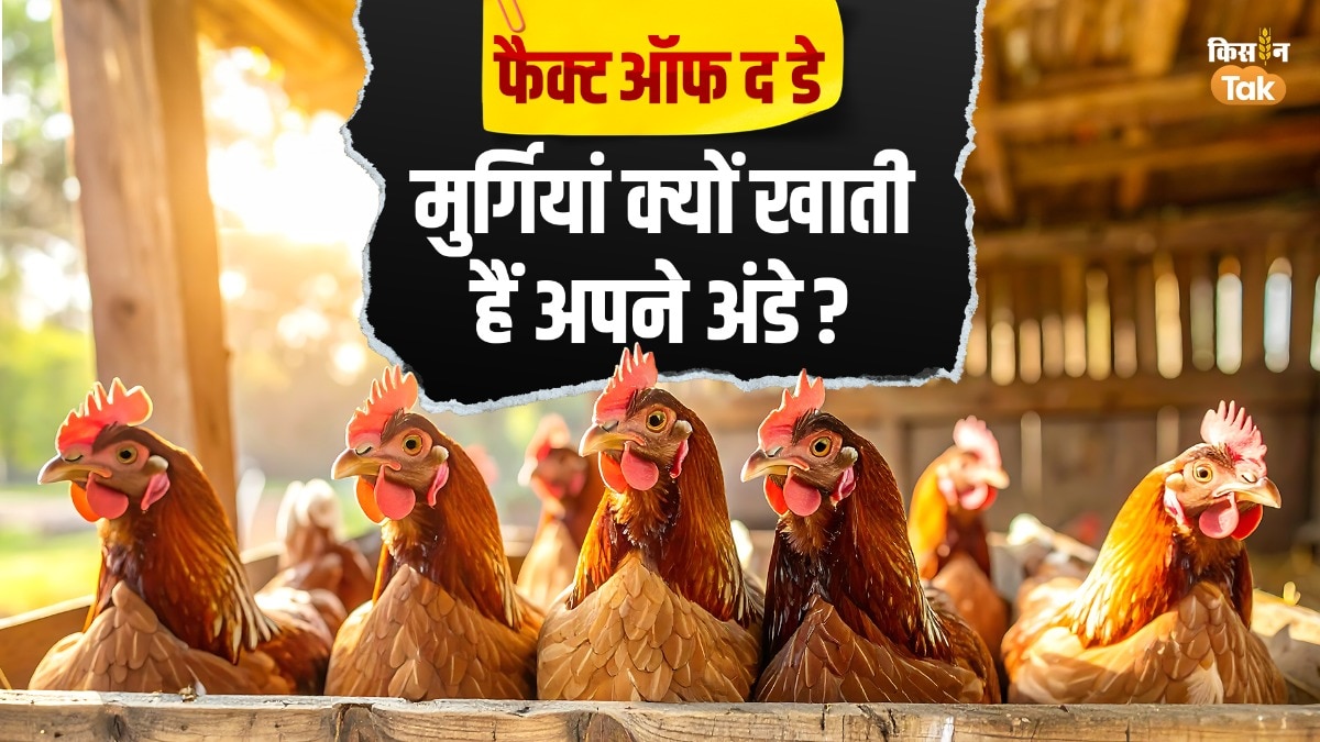 क्या आप जानते हैं मुर्गियां अपने अंडे खुद खाती हैं?