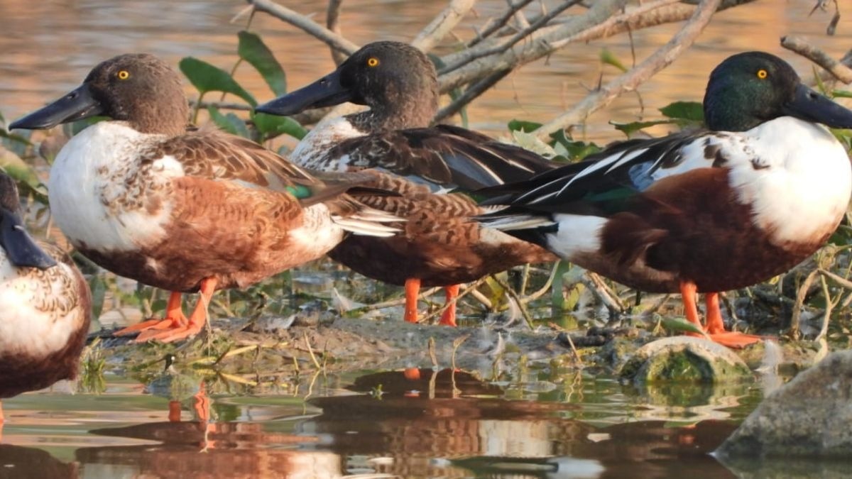 सात समुंदर पार कर धौलपुर पहुंचे हजारों पक्षी, नदियों में दिखा खूबसूरत नजारा, देखें PHOTOS