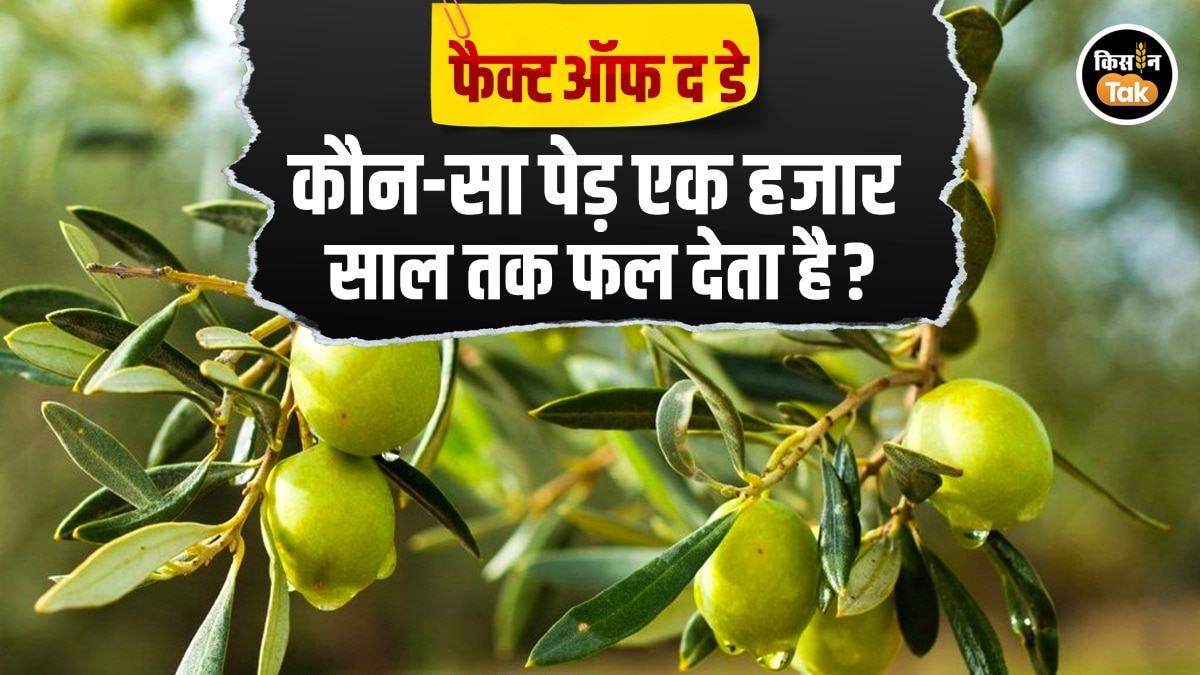 Olive Tree Fact Of The Day