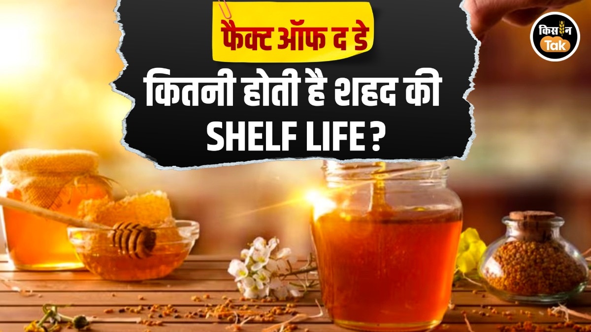 Honey Sheft Life