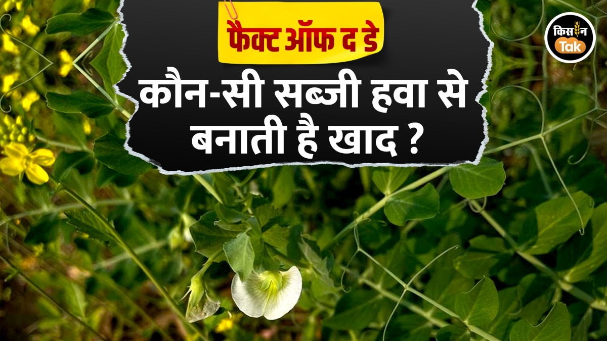 Matar Farming Facts 