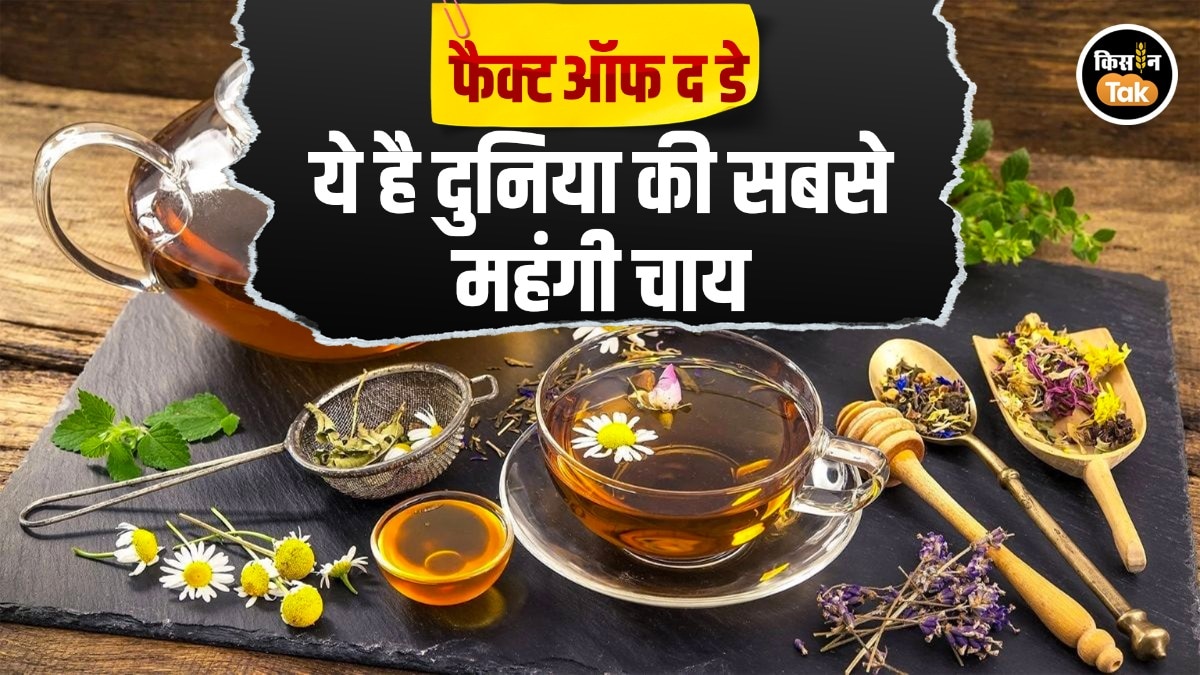 Fact of the Day: ये है दुनिया की सबसे महंगी चाय, इस कीमत में आप खरीद सकते हैं गाड़ी, आखिर क्या है राज