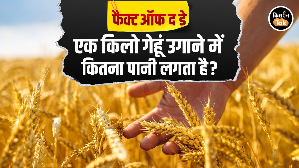 Wheat Water footprint