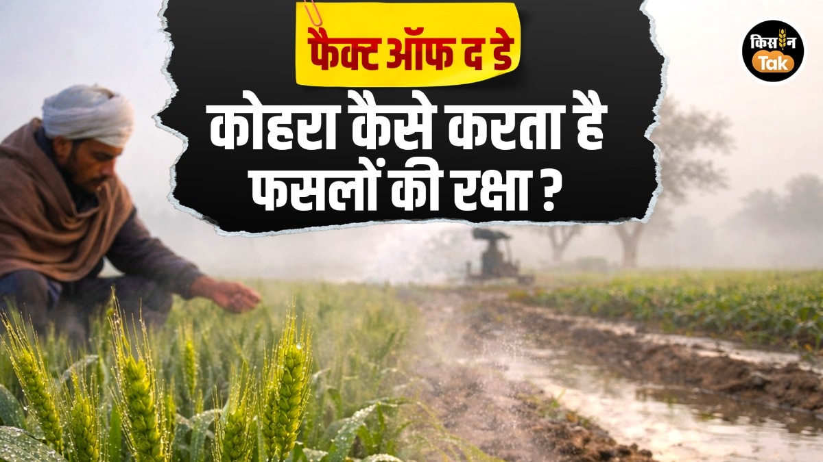 Fact Of The Day: ठंड में कोहरा करता है फसलों का बचाव, होते हैं ये फायदे