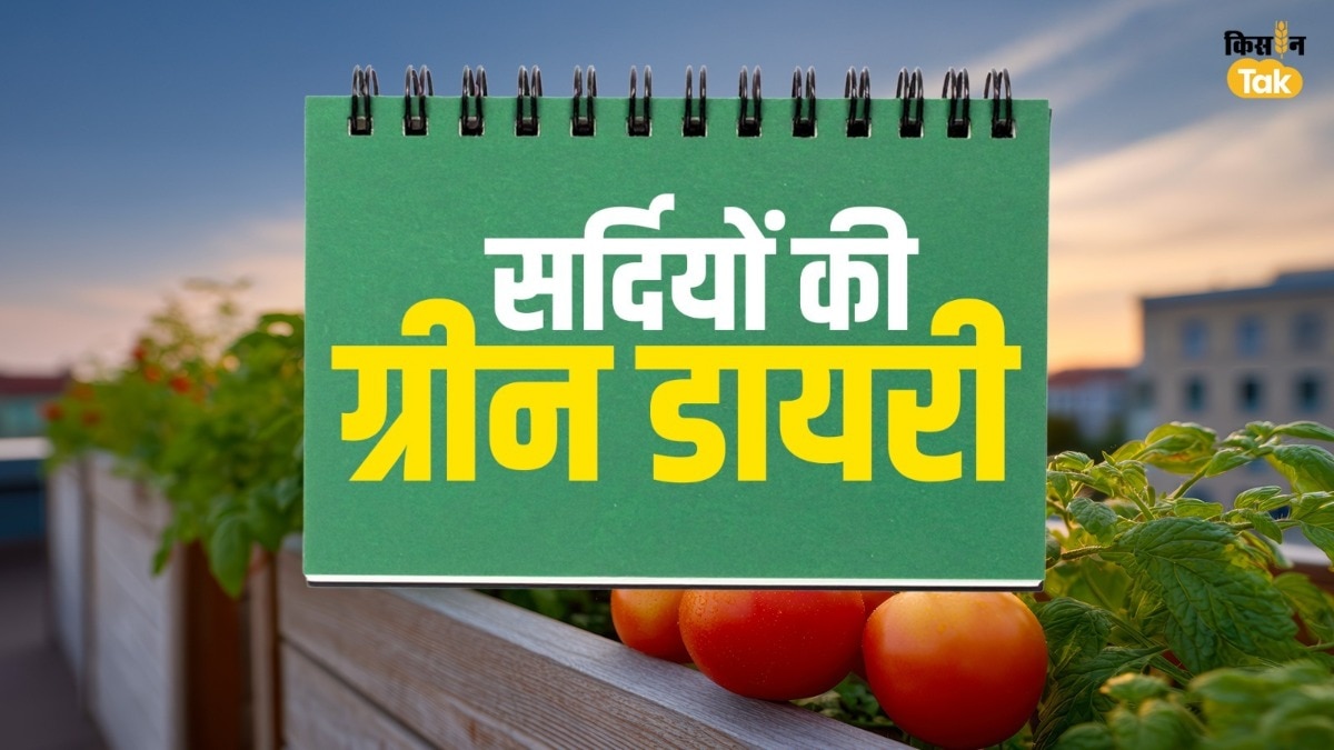 घर पर खुद उगाएं ताजा लेट्यूस