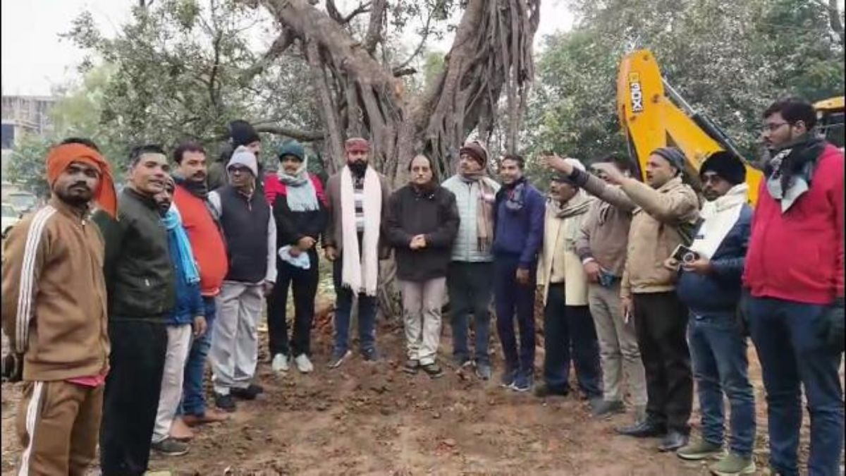 पेड़ का पुनर्जन्म