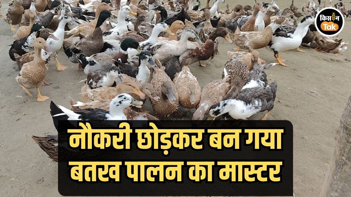 बैंक की नौकरी से बतख पालन तक