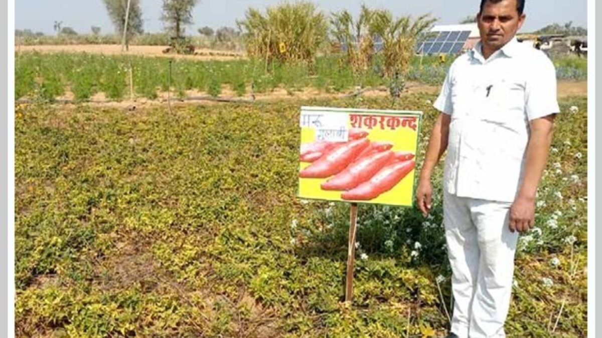शकरकंद की 3 किस्मों ने बढ़ाई किसानों की कमाई