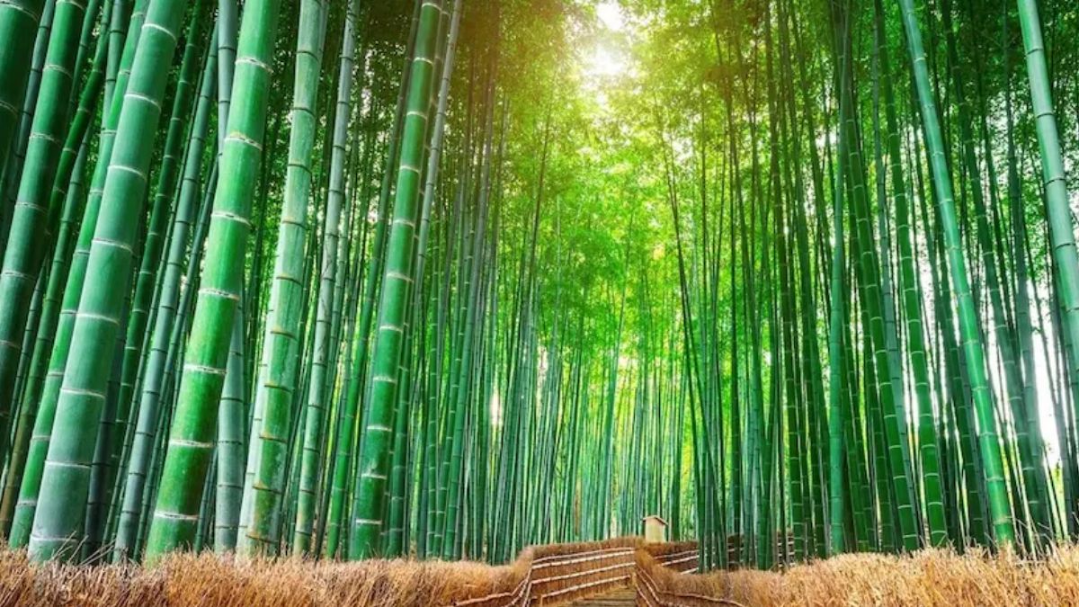 Bamboo Farming Benefits