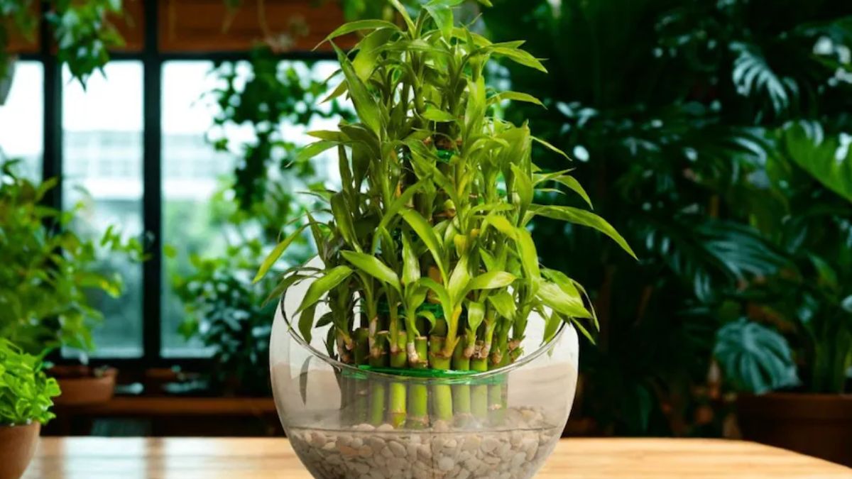 Bamboo Crop Benefits