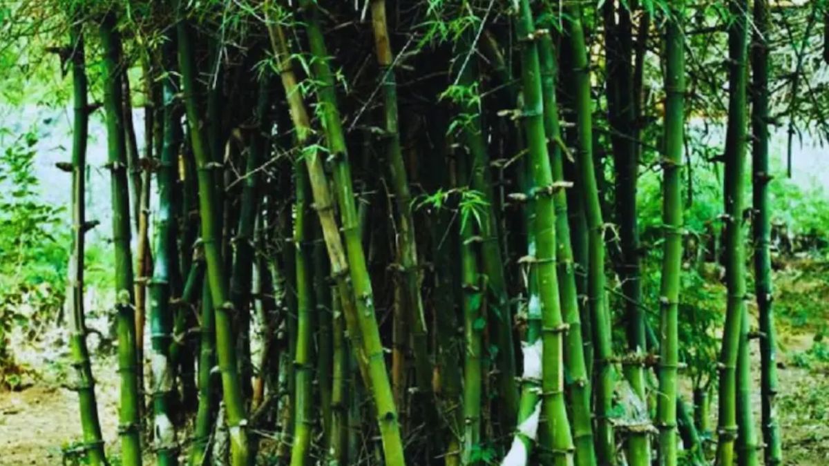 Bamboo Farming Maintenance