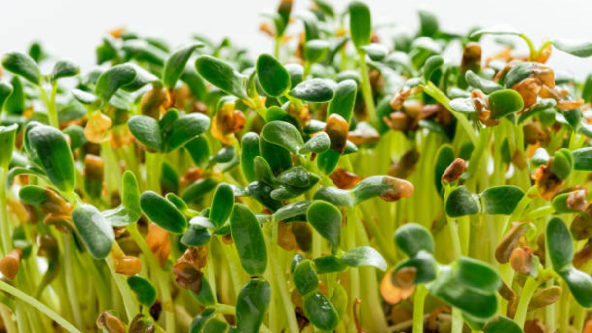 मेथी माइक्रोग्रीन- सबसे आसान