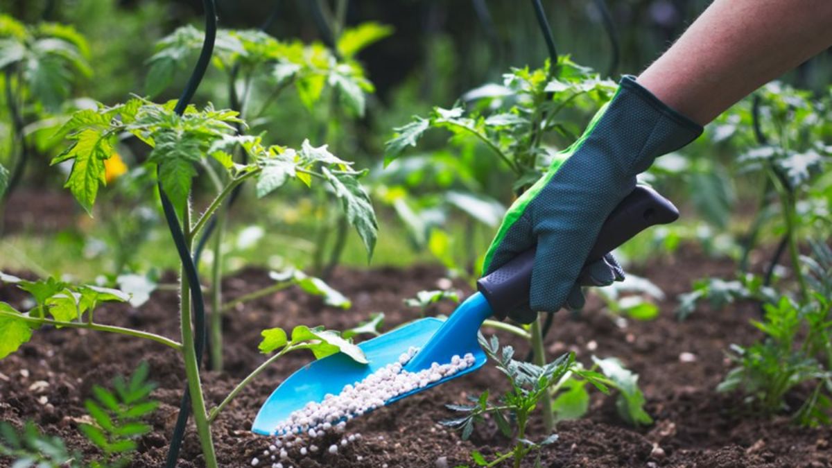 खाद देना क्यों जरूरी है