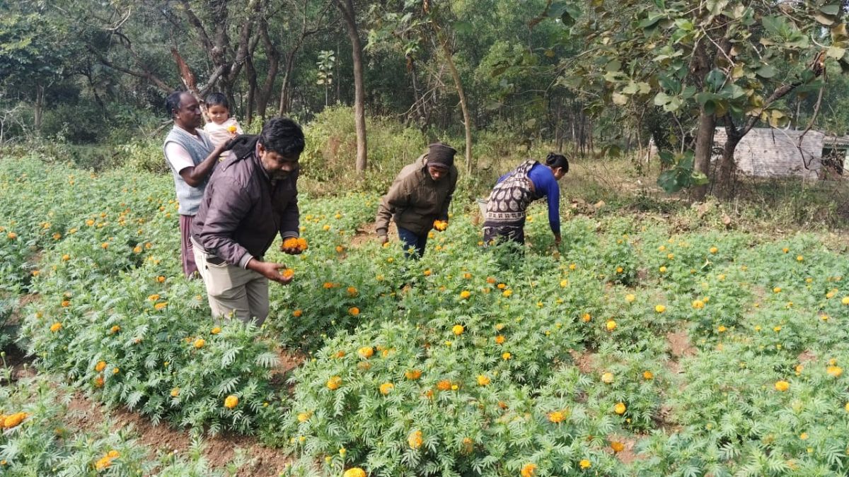 तीसरी बार भी लगाई फसल