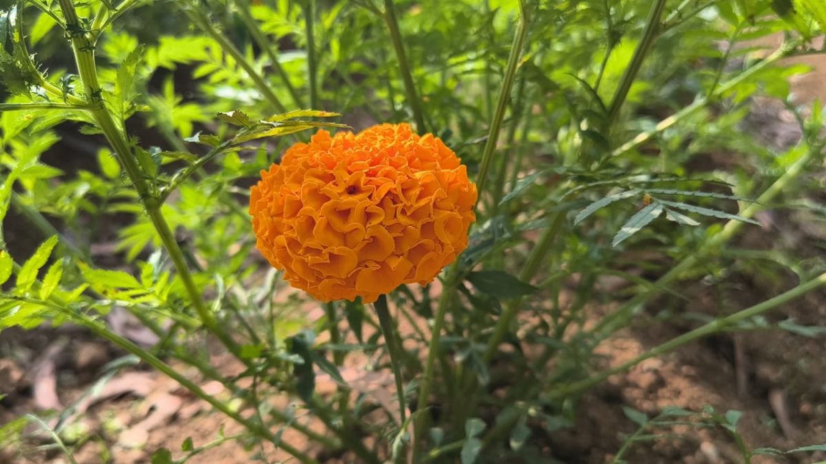 रोज़ टूटते हैं 2–3 क्विंटल फूल