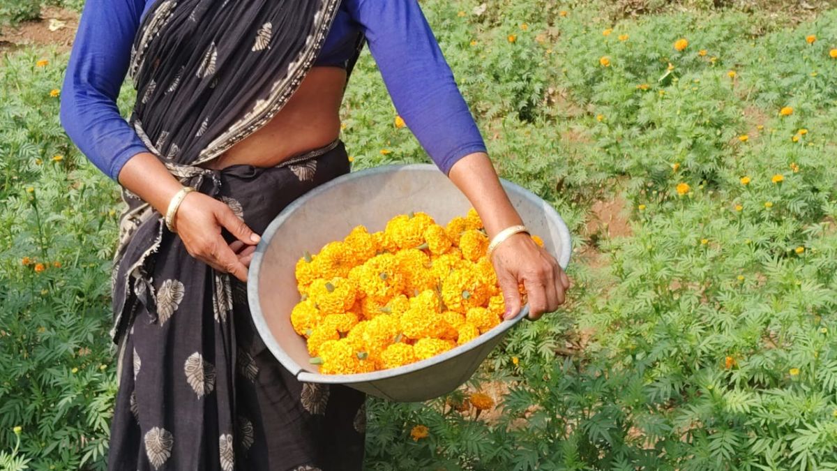 कठिनाइयों के बाद भी जारी है खेती