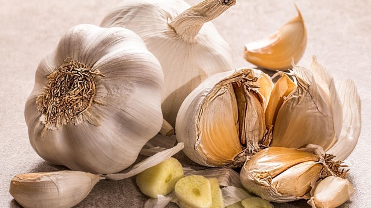 यमुना सफेद-3 (G-282)- ज्यादा मांग, बेहतर दाम