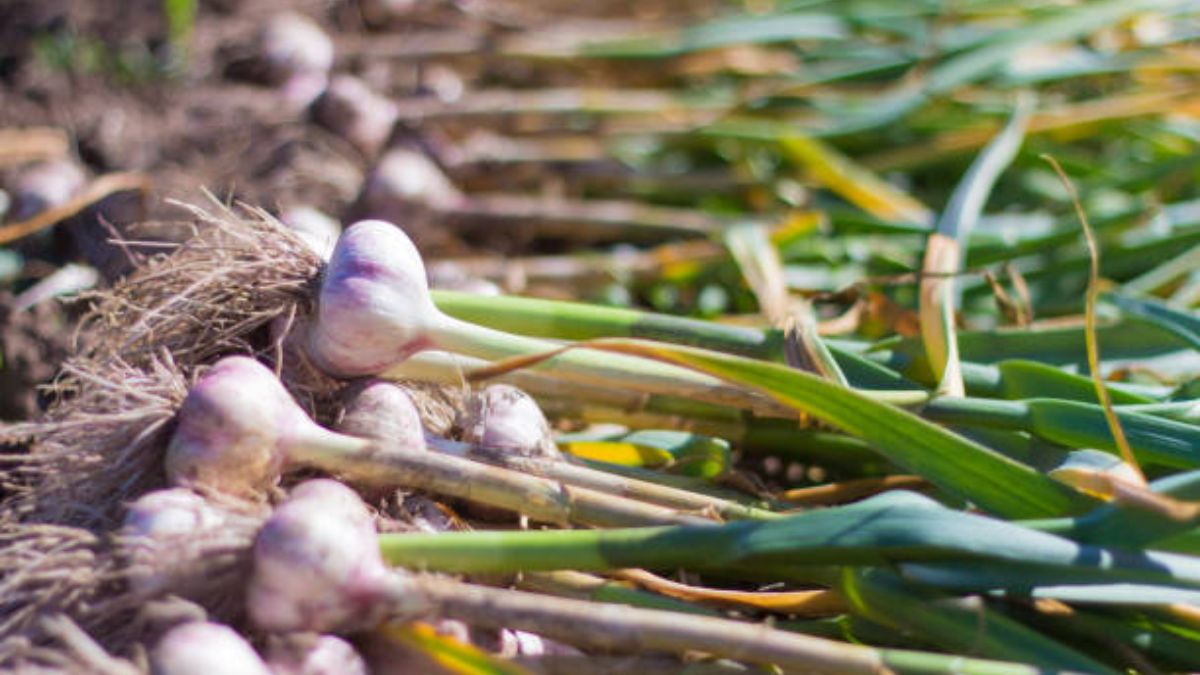 एग्रीफाउंड पार्वती (G-313) – पहाड़ी इलाकों के लिए बेस्ट