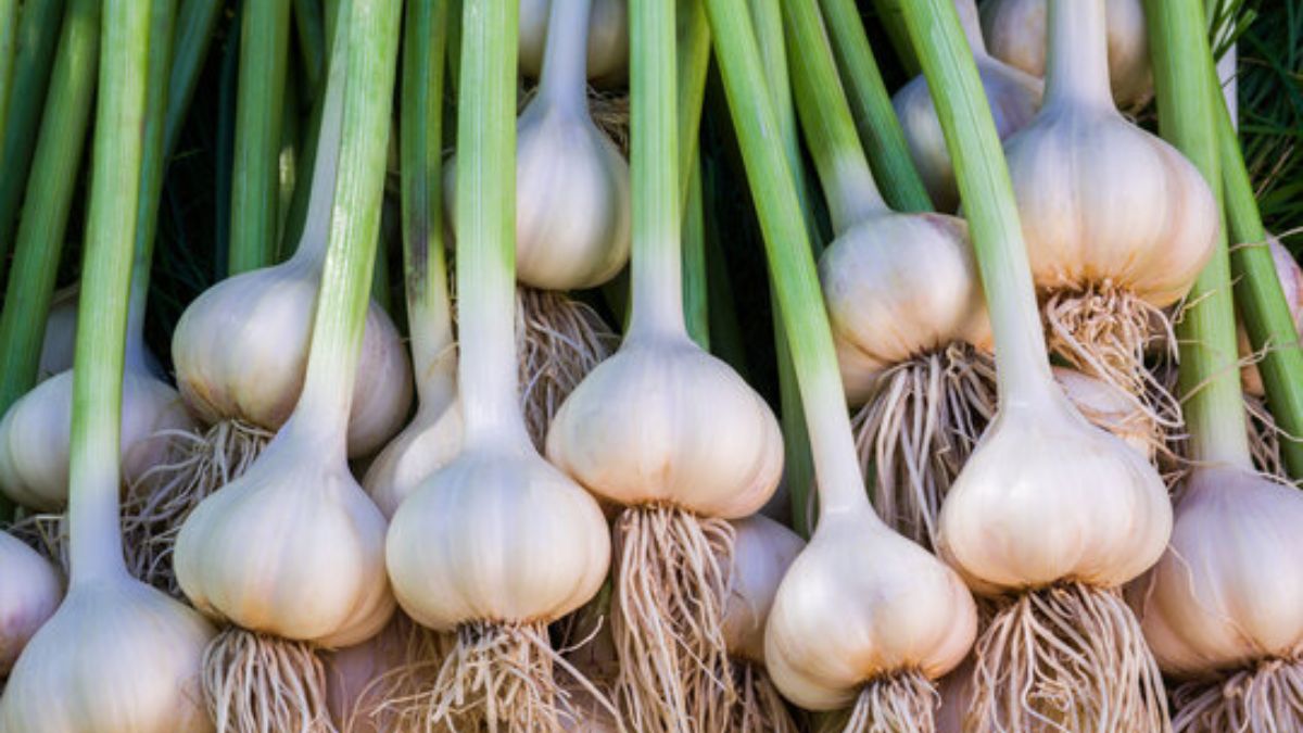 ऊटी लहसुन – प्रीमियम किस्म, बड़ा आकार