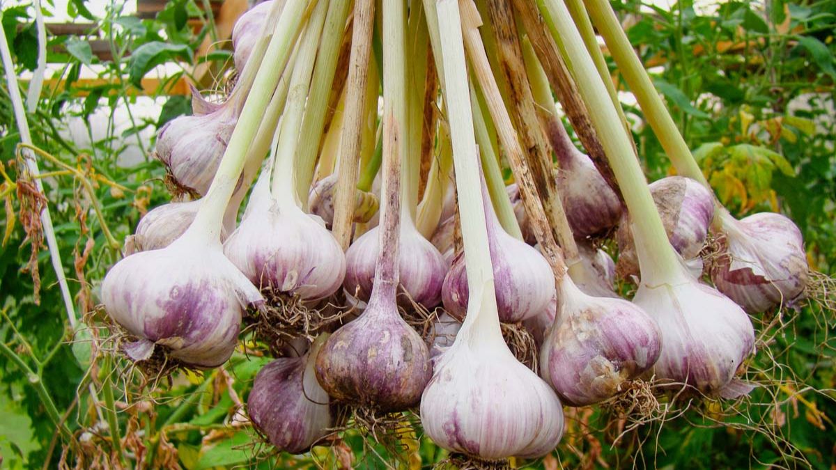 कितनी हो सकती है कमाई?