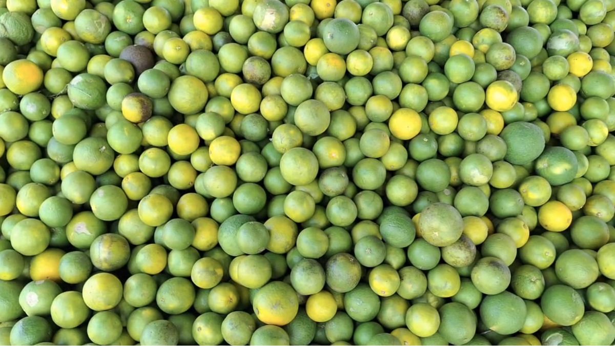 अतिवृष्टि और ठंड- दोहरा नुकसान