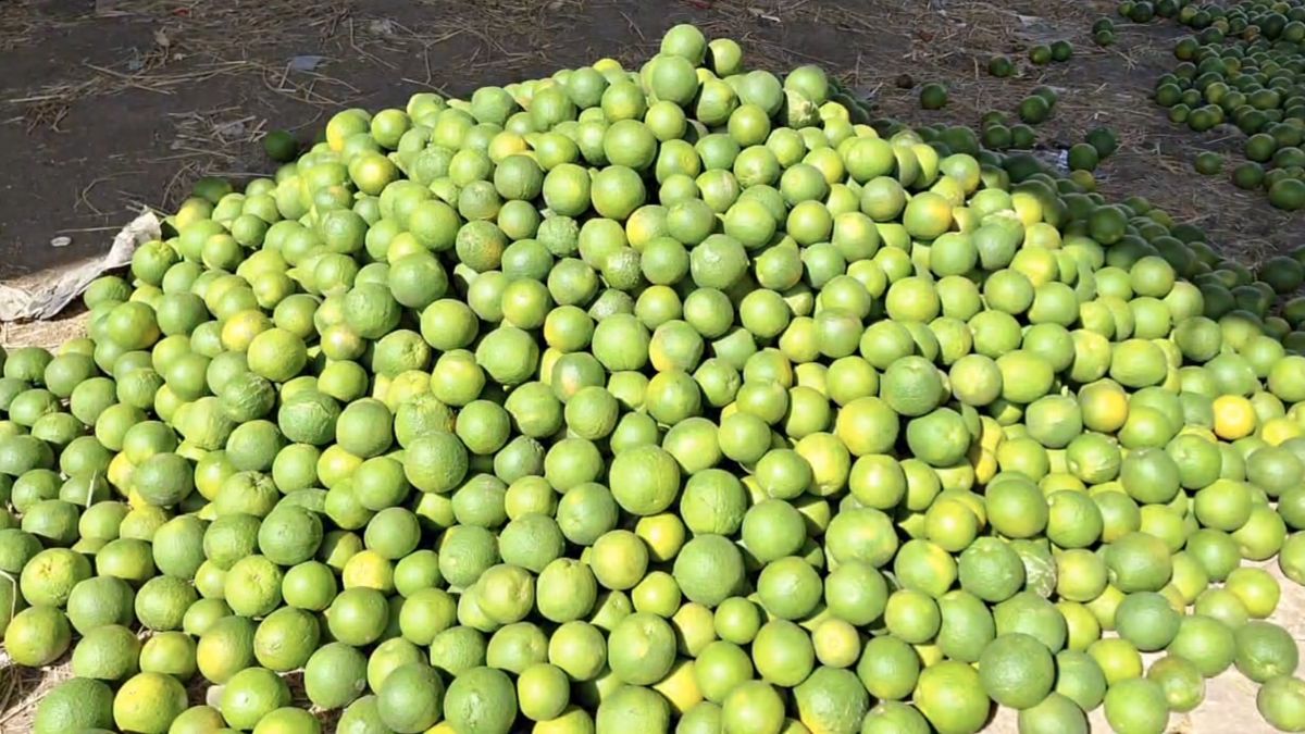 50% मोसंबी खराब क्वालिटी की