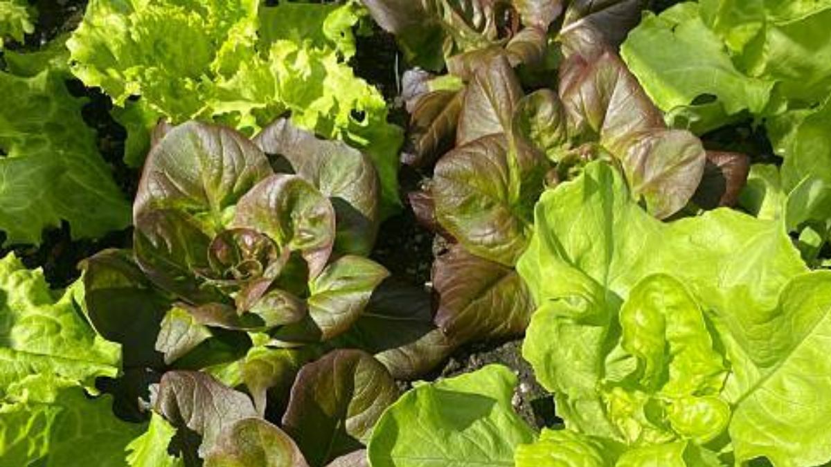 ताजगी और स्वास्थ्य के फायदे