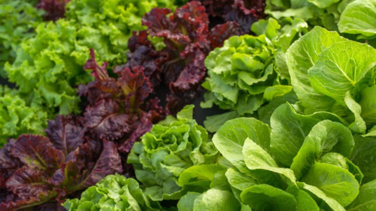 सलाद, सैंडविच और जूस में इस्तेमाल