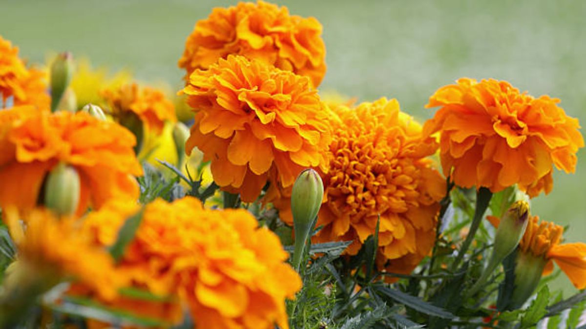 पौधे को धूप क्यों जरूरी है?