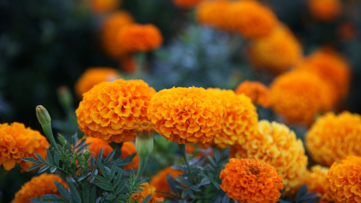 गमले में पानी कब दें?