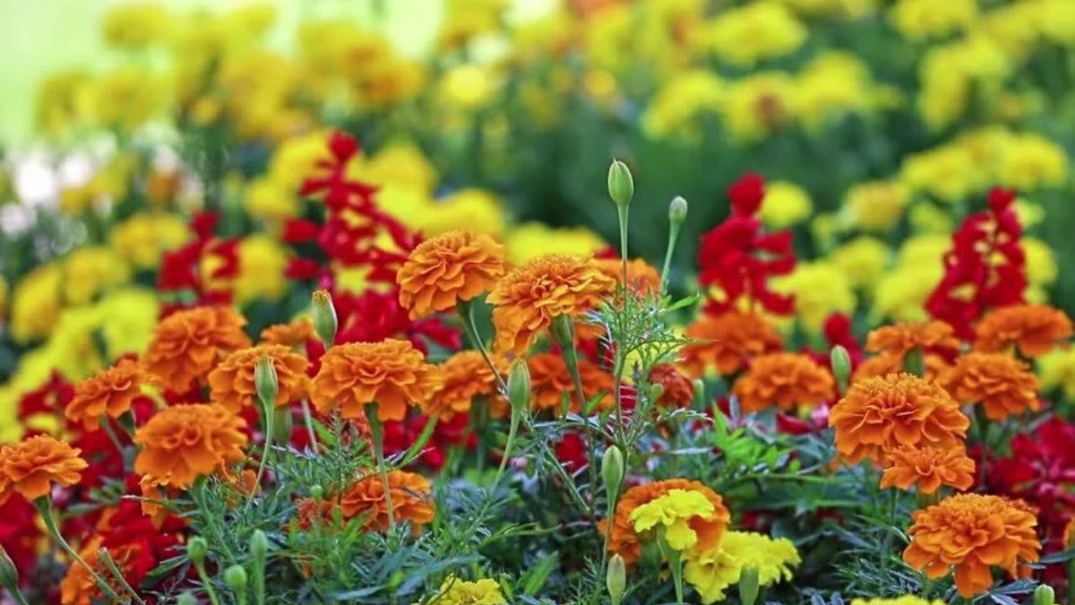 सूखे फूल और पत्तियां क्यों हटाएं?