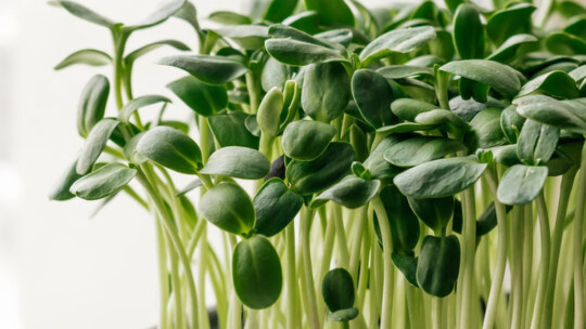 सर्दियों में माइक्रोग्रीन्स क्यों अच्छे हैं?