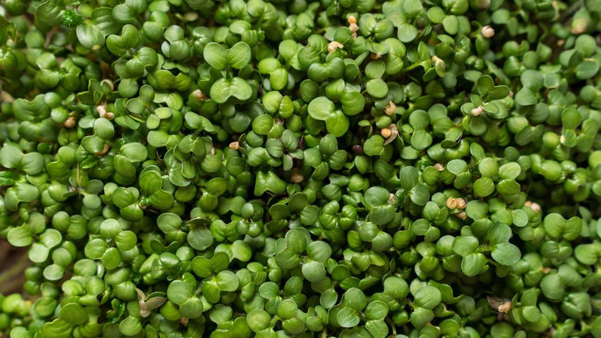 माइक्रोग्रीन्स कैसे खाएं?