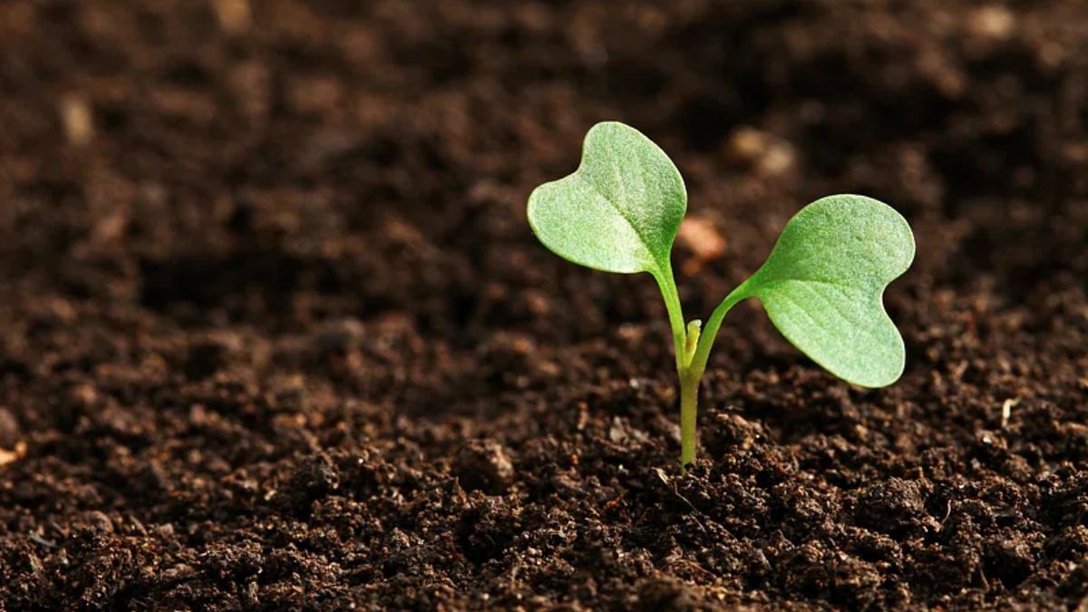 पौधे की देखभाल कैसे करें