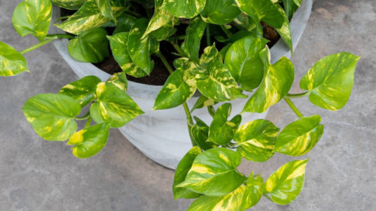 घर के बाहर न रखें मनी प्लांट