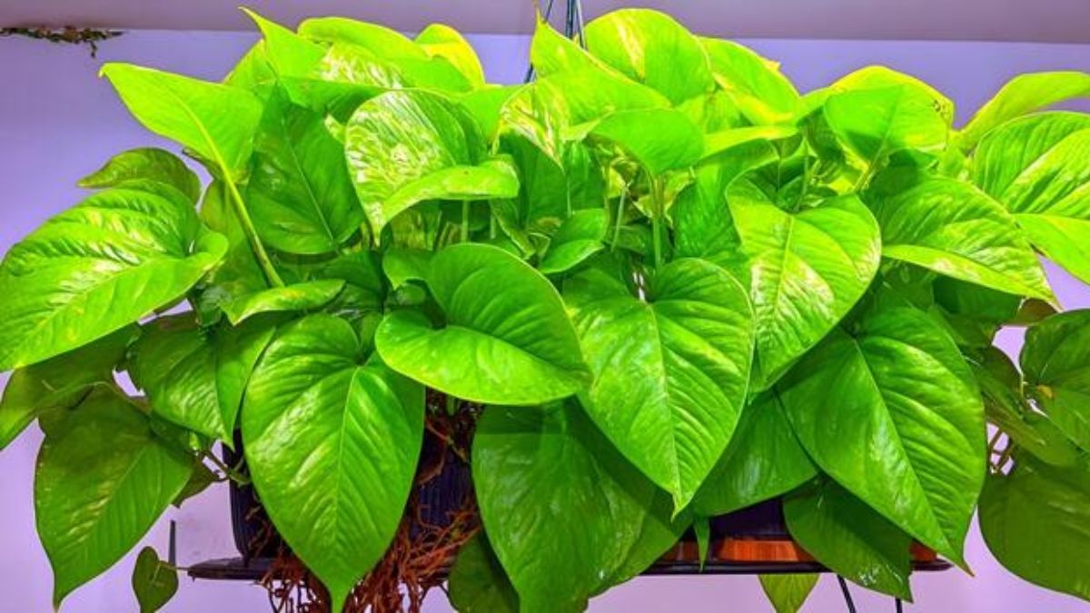 खिड़की के पास रखें पौधा