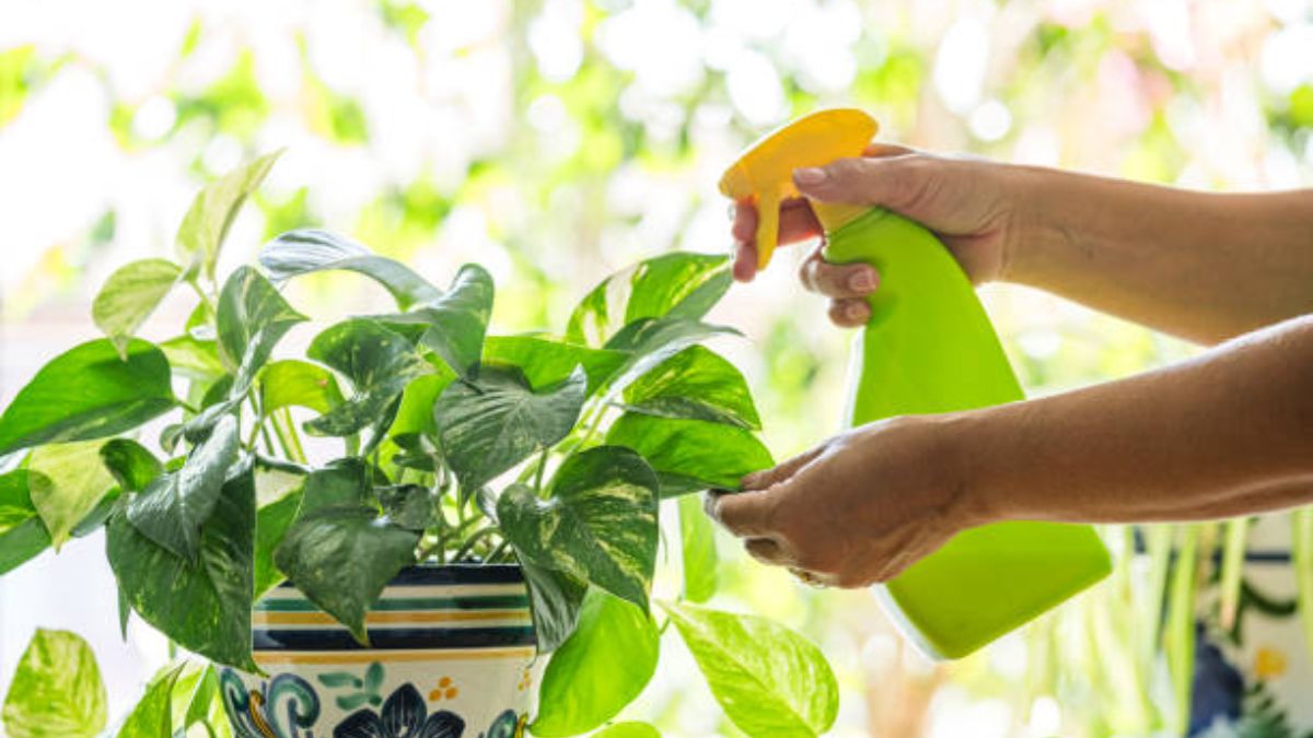 खराब पौधे से करें हेल्दी कटिंग