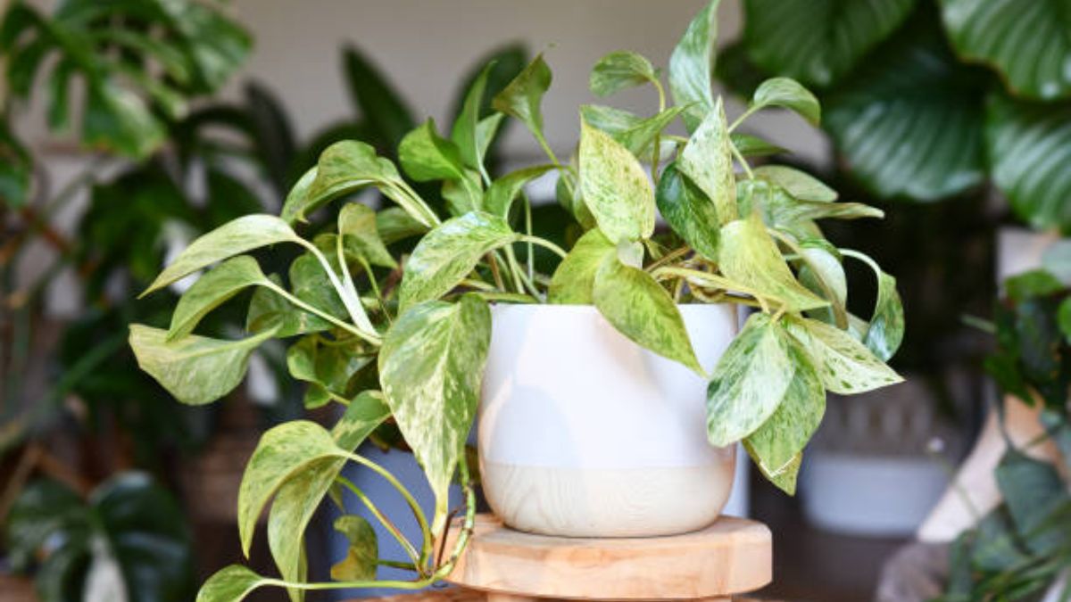 पानी और खाद देने का सही तरीका