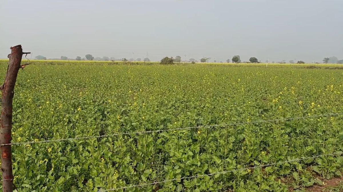 रबी की फसल तो बोई, लेकिन खाद नहीं