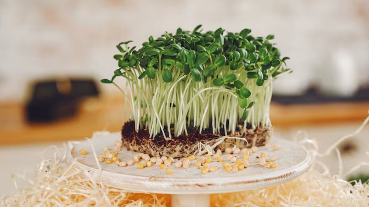 सरसों माइक्रोग्रीन – ठंड में सुपरफूड