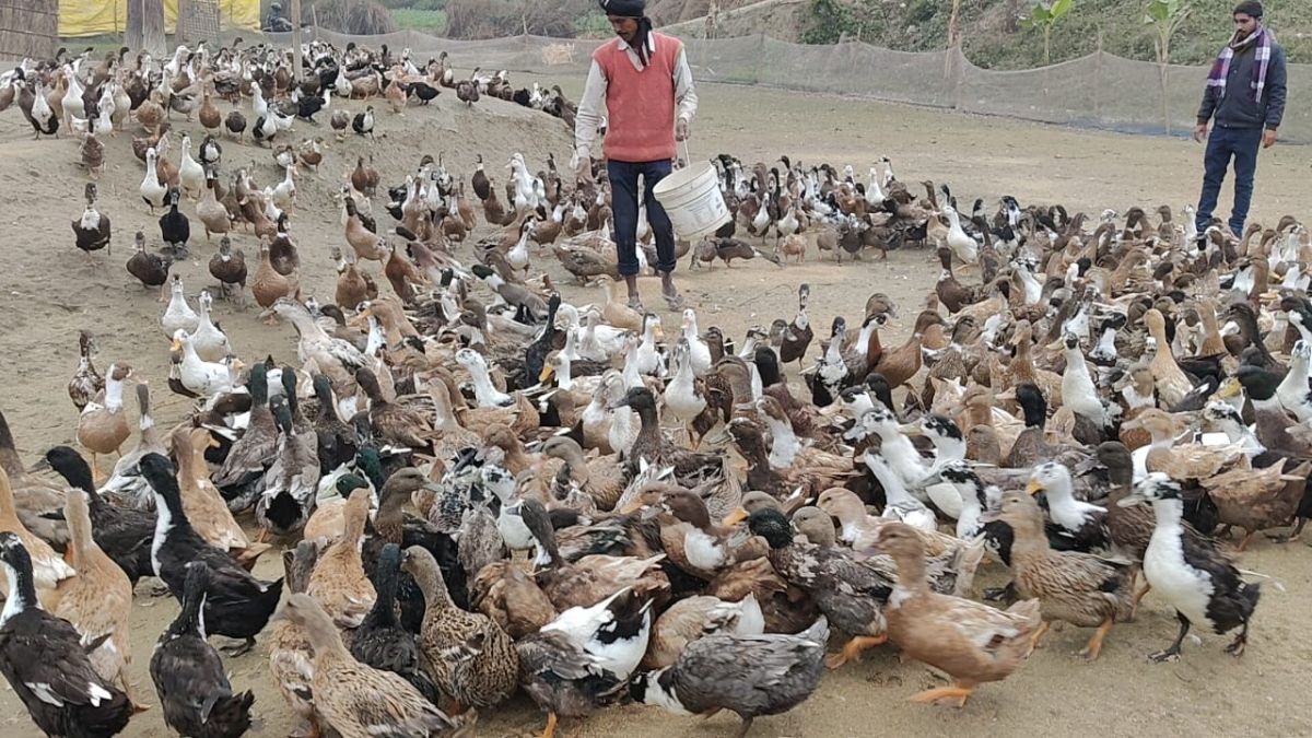 नौकरी का अनुभव