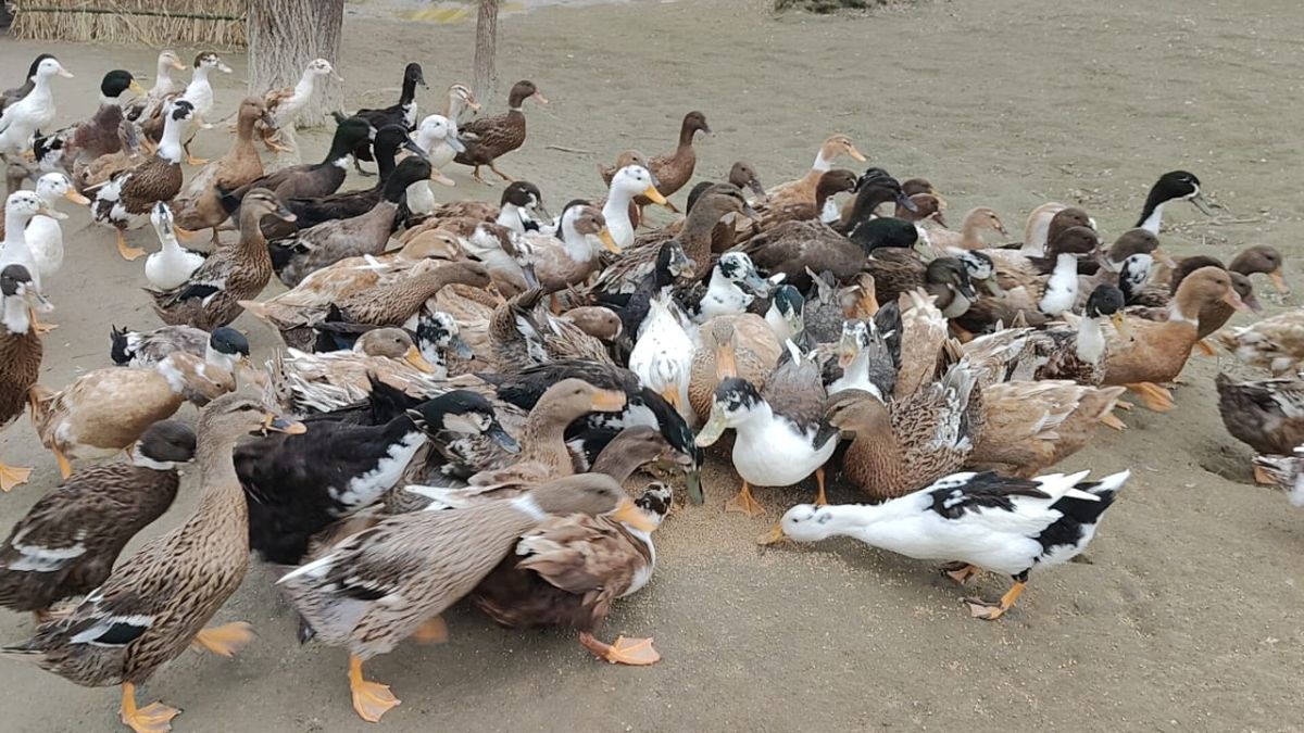 साहसिक फैसला