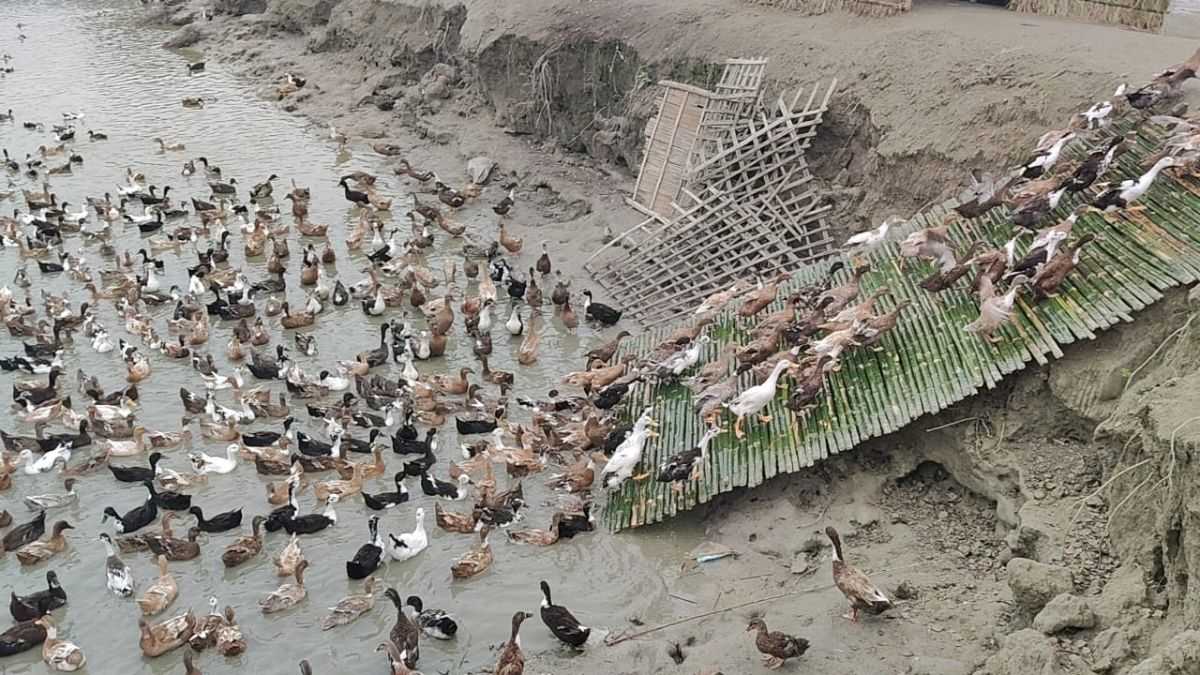 बतख पालन की शुरुआत