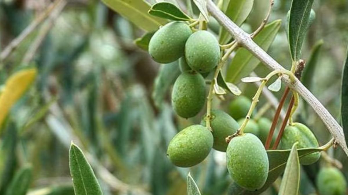 Olive Farming Details