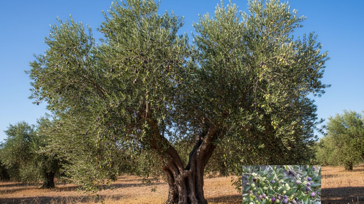 Olive Tree Fruiting