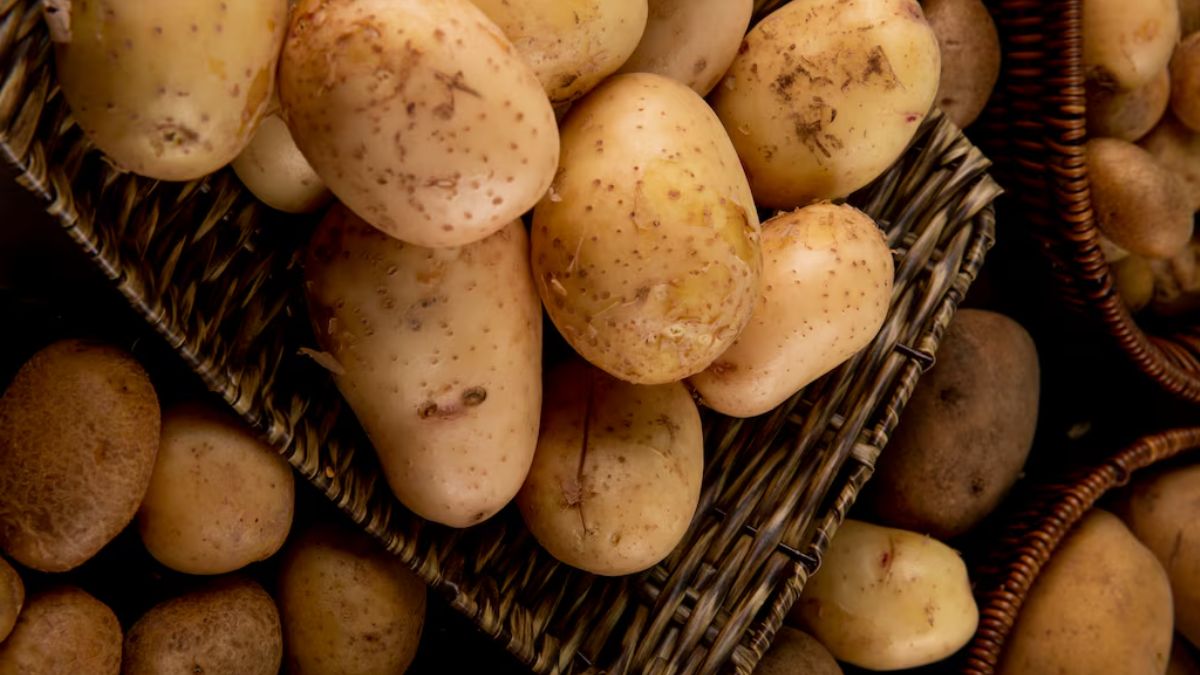 कंटेनर और मिट्टी की तैयारी