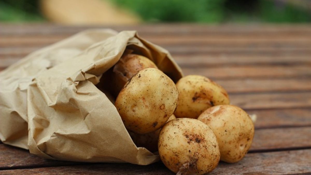 आलू कैसे तैयार करें और लगाएं