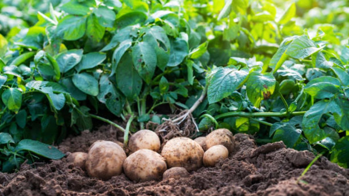 फसल तैयार – कटाई का समय!